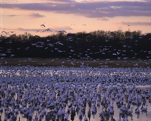 Bombay Hook National Wildlife Refuge